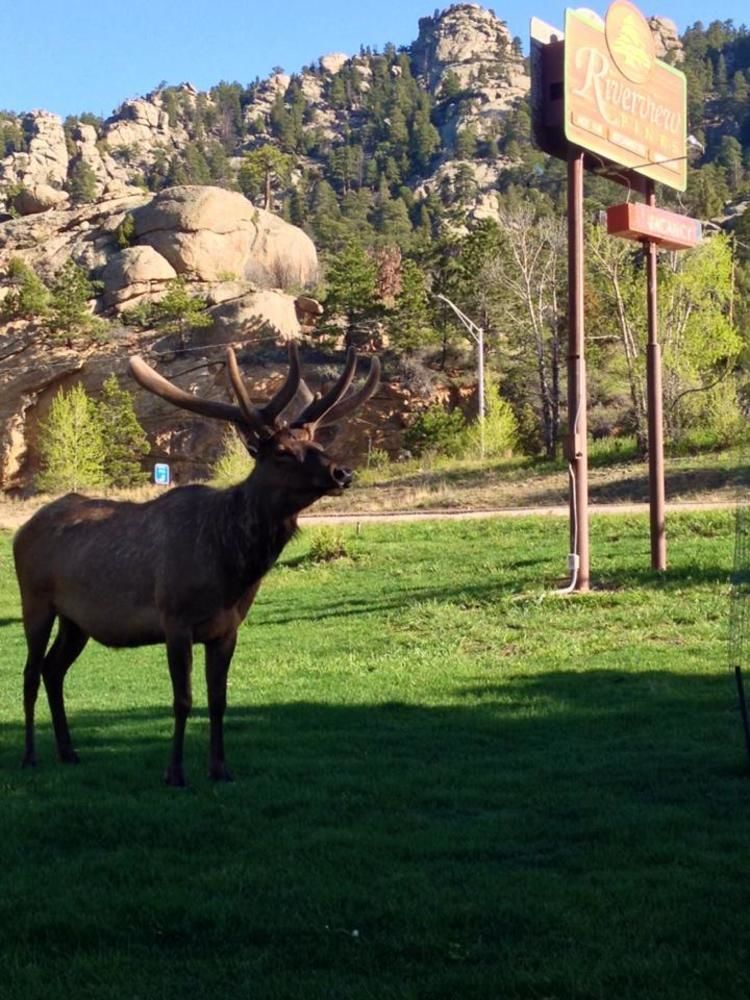 Villa Riverview Pines à Estes Park Extérieur photo
